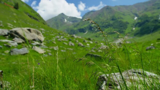 Panoramic Capra Meadow Beneath Fagaras Peaks