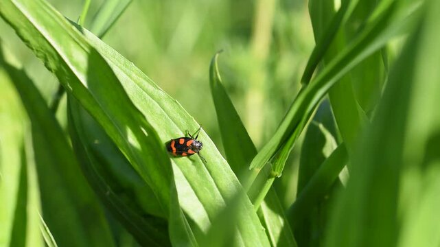 Black and red froghopper insect on grass blade close up, sitting on plant and move sideway later