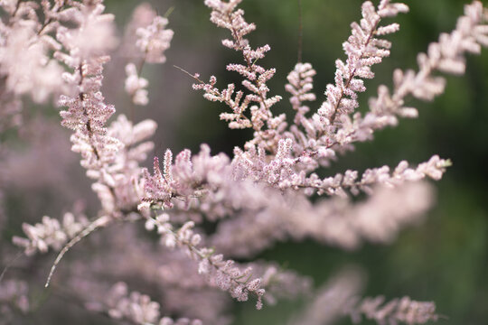 Tamarix blossoms delicate pink flowers blooming against a soft green background in spring garden