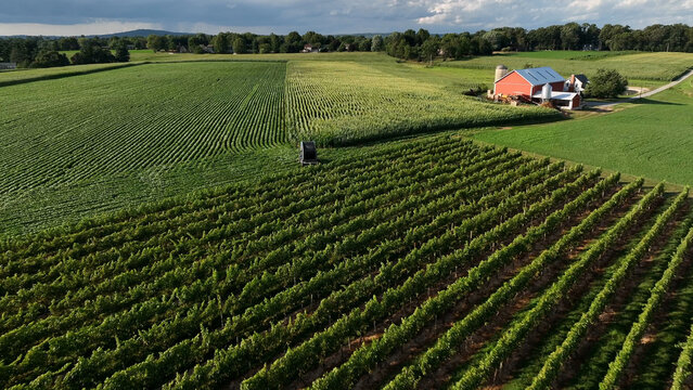 Aerial view of a lush vineyard and green agricultural fields with a red barn in the distance in Rapho Township, Pennsylvania, United States.