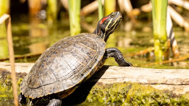 Small red eared slider turtle sunbathing on a log in a pond, looking around its environment