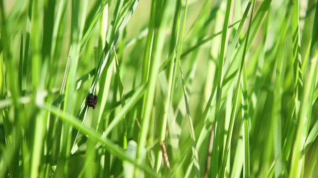 Two black and red froghopper sitting on grass blade, breeze shake grass