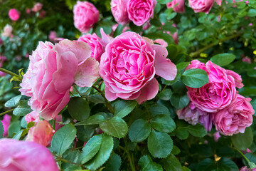 Obraz premium Pink rose flowers bloom on a bush with green leaves in the garden against a blurred natural background