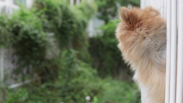 夏の朝の家のベランダで風景を見る可愛いポメラニアンの姿