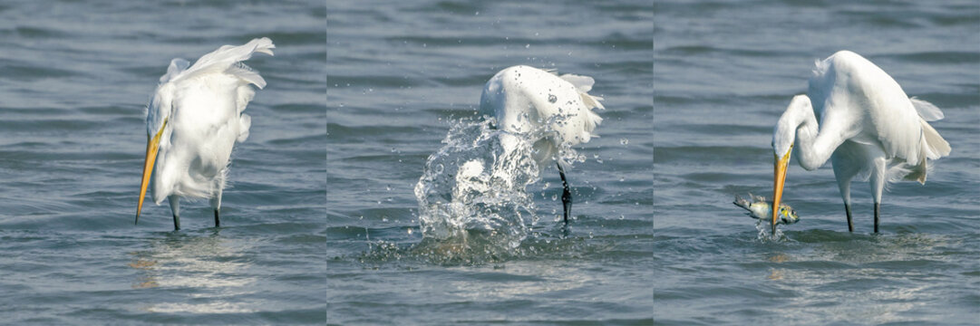 triptych sequence of a Great Egret, Ardea alba, hunting, the white wading bird stalks its prey, plunges its head into shallow water with splash, and successfully catches a fish in its yellow beak