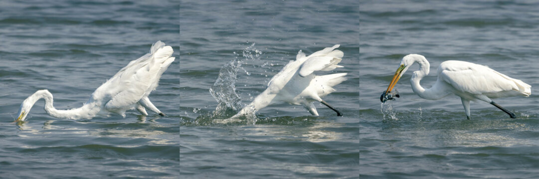 triptych sequence of a Great Egret hunting in shallow water, the white bird lowers its body, plunges into the water with splash, and successfully emerges catching a fish with its sharp beak