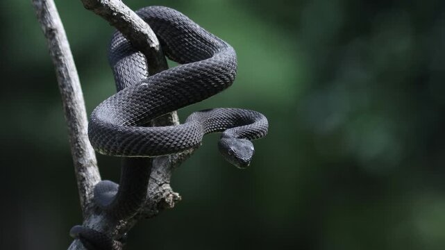Trimeresurus purpureomaculatus on branch, Mangrove pit viper with defensive position on branch, Indonesian viper snake