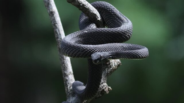 Trimeresurus purpureomaculatus on branch, Mangrove pit viper with defensive position on branch, Indonesian viper snake