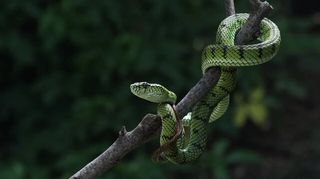Sumatra pit viper (Trimeresurus sumatranus) on branch, Sumatra palm viper closeup on branch, Sumatran pit viper (Parias sumatranus) is a venomous pitviper species found in Indonesia