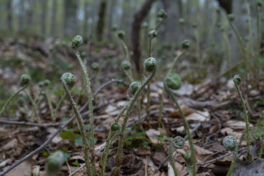Curled fern fiddleheads rising from leaf litter in a spring forest