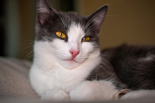 Cat, White, Grey - Domestic cat with yellow eyes laying on bed.