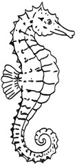 sea horse © chung