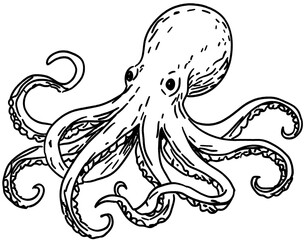 octopus © chung
