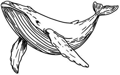 vector drawing of a whale © chung