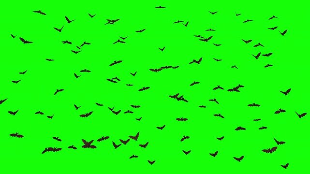 A swarm of bats flies across a green screen chroma key, followed by a black and white luma matte version for easy masking and compositing