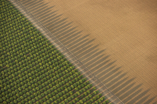 Aerial view of an orchard with rows of trees casting long shadows onto the adjacent cultivated field in Fresno, California, United States.