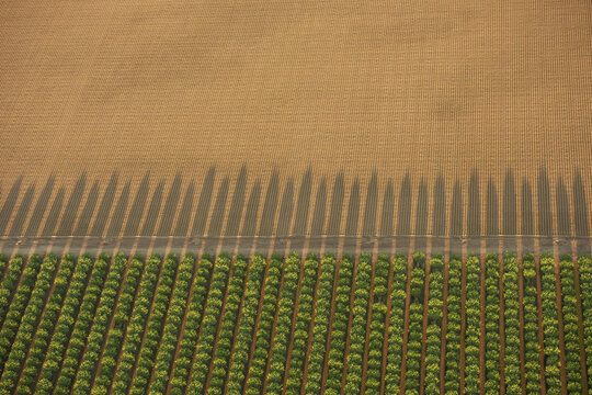 Aerial view of rows of trees casting long shadows across an adjacent agricultural field in Fresno, California, United States.