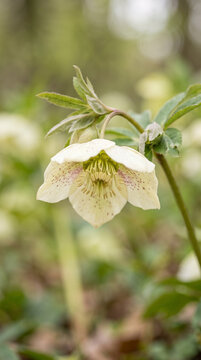 Close-up of cream hellebore flower with drooping bloom and speckled petals on soft green background, early spring floral print