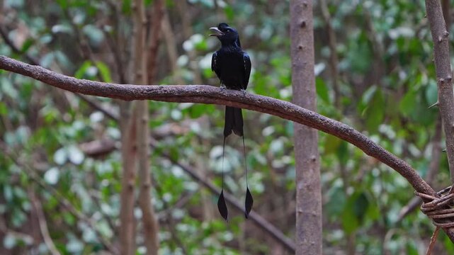 Greater Racket-tailed Drongo perched on a tree branch
