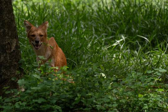Dhole sitting beside tree in tall green grass