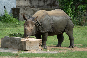 Greater one-horned rhinoceros at a zoo feeding trough © Careto