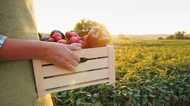 Woman farmer walking with wooden box of fresh organic vegetables at sunset, close-up shot of hands holding harvest.