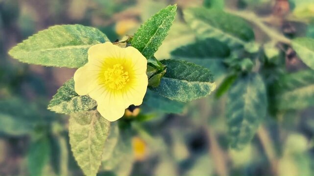 Yellow flower blooming in a natural garden with soft sunlight, Close up of a yellow wildflower in a natural outdoor environment.