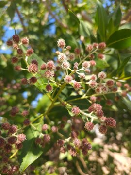 Close-up of Damas tree (Conocarpus lancifolius) flower clusters blooming in the UAE