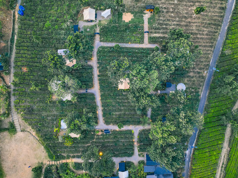 Aerial view of Goalpara Tea Park featuring glamping tents nestled among lush tea plantations with winding pathways and scattered trees in Kecamatan Sukaraja, Jawa Barat, Indonesia.