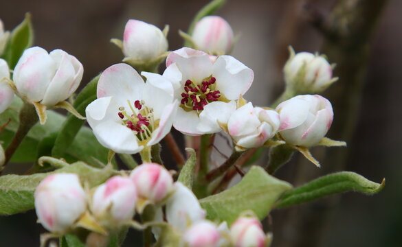 Zwei Bl&uuml;ten der Birne "Bunte Juli" ge&ouml;ffnet