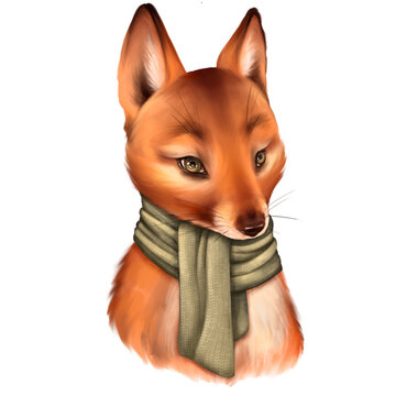 Cute fox in scarf, isolated on white background.