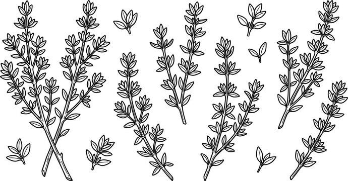 Thyme herb vector sketch icon set featuring isolated sprigs and green seasoning plant leaves for culinary cooking recipe design or aromatherapy.