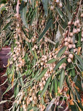 Dense branch of Russian olive Elaeagnus angustifolia loaded with oval silvery berries and narrow leaves in Prague.