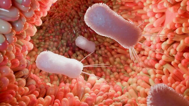 intestinal Germs ,Healthy Gut Microbiome with Beneficial Probiotic Bacteria Protecting Intestinal Villi and Flora 4K Medical Animation for Digestion and Immune Health