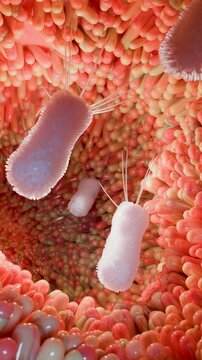 intestinal Germs ,Healthy Gut Microbiome with Beneficial Probiotic Bacteria Protecting Intestinal Villi and Flora 4K Medical Animation for Digestion and Immune Health