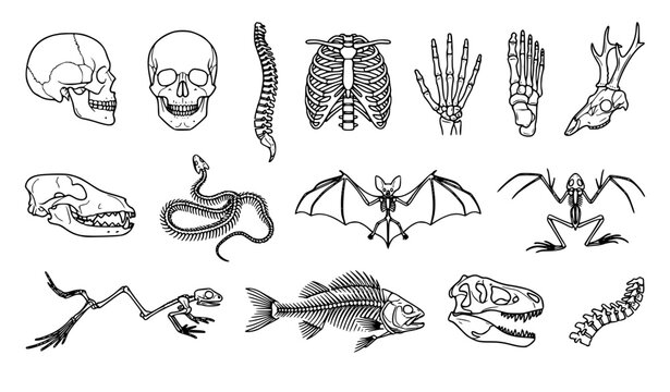 Black and White Bone Anatomy and Animal Skeleton Line Art Icon Set