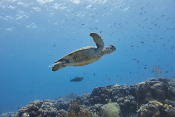 Sea turtle swimming above coral reef beneath the ocean surface © zimagine