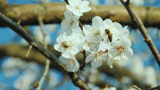 Close up footage of bees pollinating white apricot blossoms on a sunny spring day.