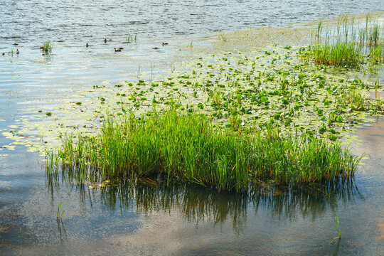 Freshwater lake shoreline with green reeds, aquatic plants and lily pads growing in shallow water, with small ducks swimming in the background and reflections on the calm surface.