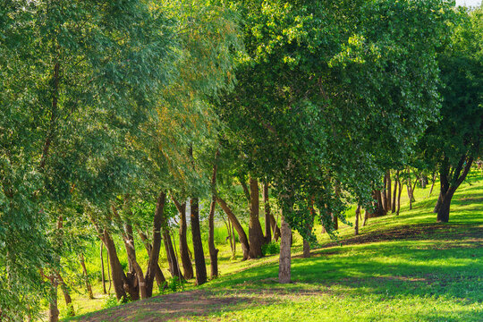 Peaceful urban park with green trees and fresh grass lawn in sunlight. Natural recreation area for walking, relaxing and outdoor rest and leisure in the city. Nature landscape, city garden