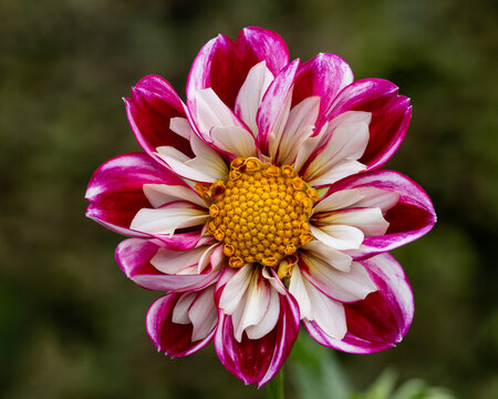 Vibrant Pink and White Dahlia in Full Bloom with Golden Center
