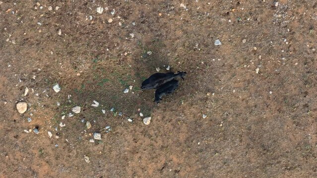 Aerial view of two black cows grazing in a dry, rocky field in Golden, Colorado, United States.