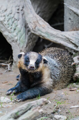 A high-definition photo of a European badger (Meles meles) lying down and resting, looking up at the camera © Yf