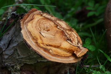 Apfelast Schnittfläche, Hirnholz, Scheibe als Deko © DieFro