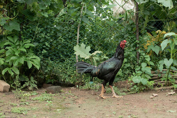 A black rooster standing on the ground in a lush green garden surrounded by plants, vines, and a protective mesh fence.  © Bhudev