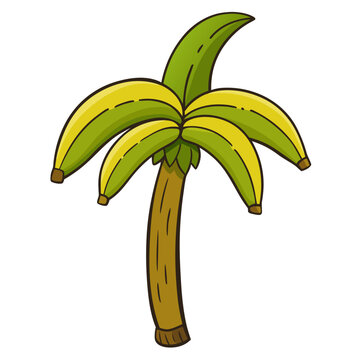 banana tree isolated on white