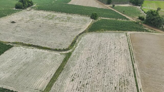 Drone footage, Aerial view of cassava fields with dirt and a rough road in a tropical rural landscape 