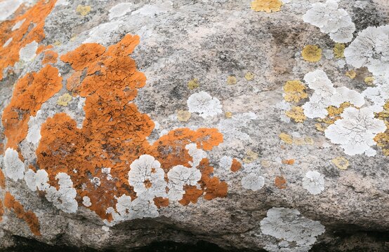 花崗岩を覆う色とりどりの地衣類