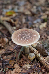 Beautiful mushroom, the Grey-spotted Amanita,  in a magical autumn forest theme at Noordlaarder forest, Groningen, the Netherlands © Dan Photo Shaman