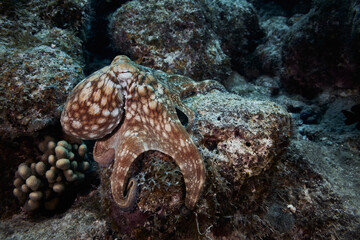 Common octopus resting on coral-covered reef beneath pier pilings © zimagine